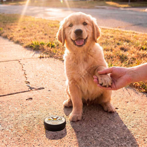 Dog Paw Balm & Wax | Puppy Paw Nourishing Balm with Calendula - Mooses Tallow