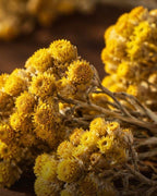 Helichrysum italicum dried flower, close-up