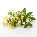 Honeysuckle