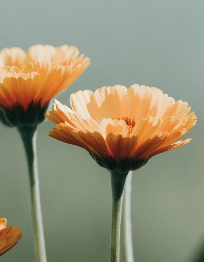 Calendula-Infused Oil