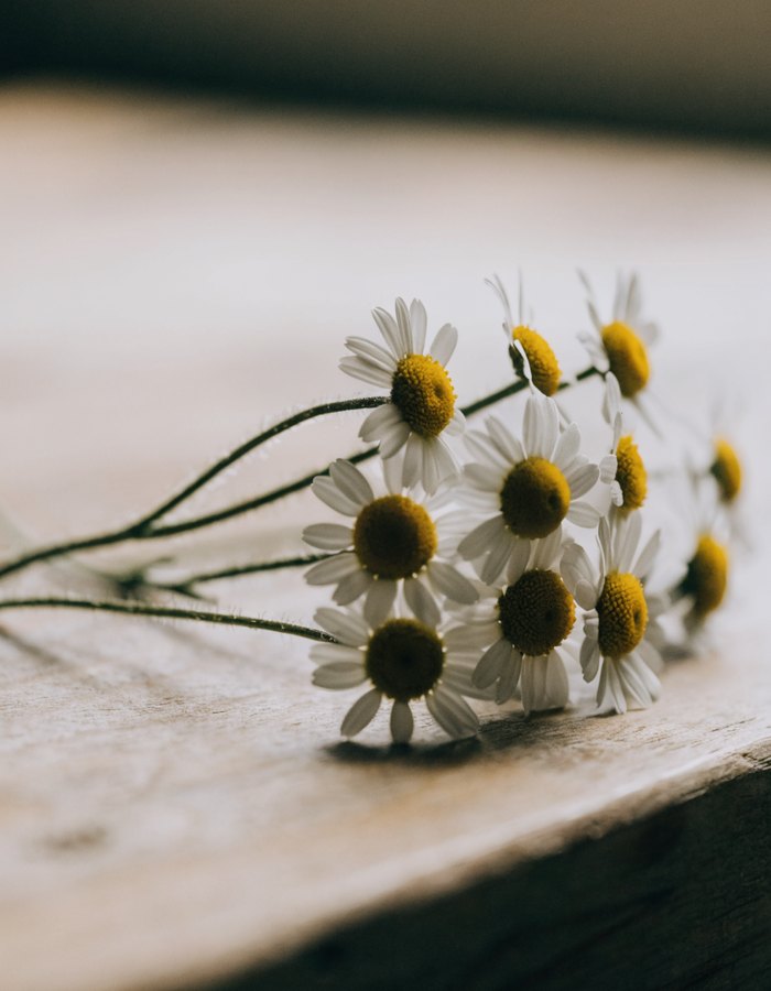 Chamomile-Infused Oil