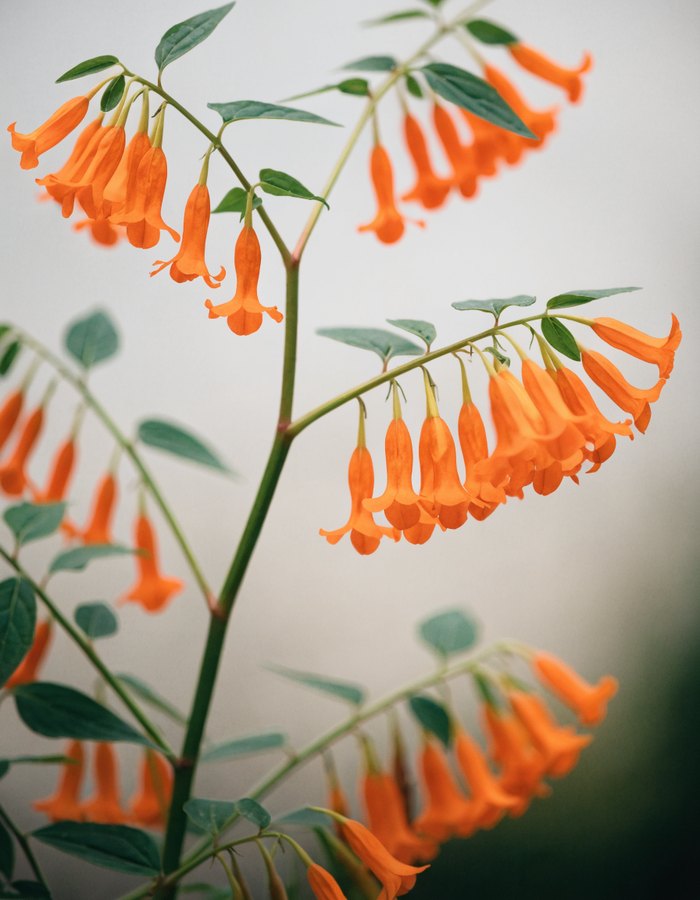 Jewelweed-Infused Oil