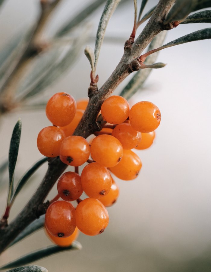 Sea Buckthorn