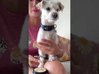 Puppy Paw Balm application video