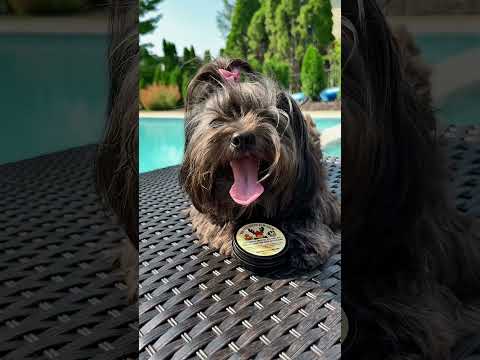 Puppy Paw Balm in action on a dog's paw