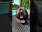 Puppy Paw Balm in action on a dog's paw